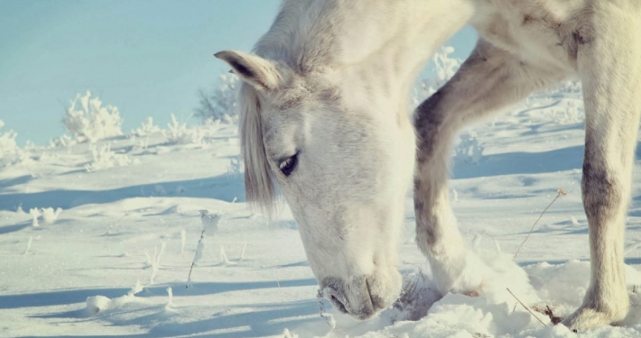 paard winter